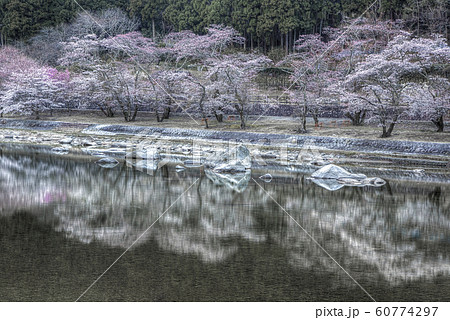 rain drop in cherry blossom rain drop in cherry blossom 60774297