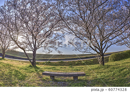 cherry blossom in good weather cherry blossom in good weather 60774328