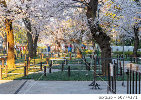 靖国神社 桜 靖国神社 桜 60774371