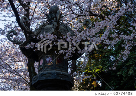 靖国神社 桜 靖国神社 桜 60774408