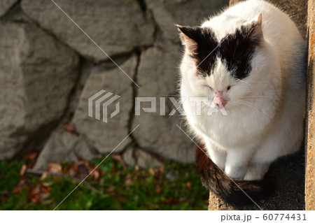2019山田池公園の猫 2019山田池公園の猫 60774431