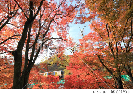 水郡線「紅葉した森林の中から眺めた列車」 水郡線「紅葉した森林の中から眺めた列車」 60774959