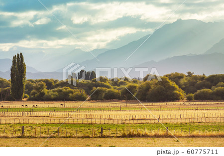 Field in Argentina 60775711