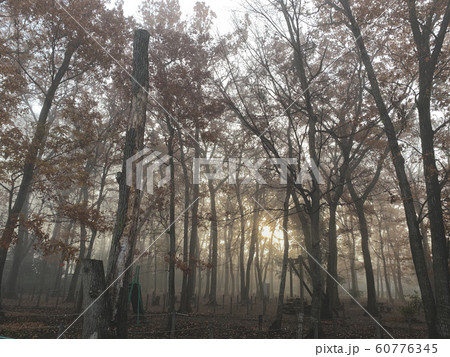 冬の朝 60776345