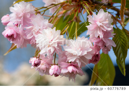 Hill Cherry 'Kiku-Shidare-Sakura', Prunus 60776789