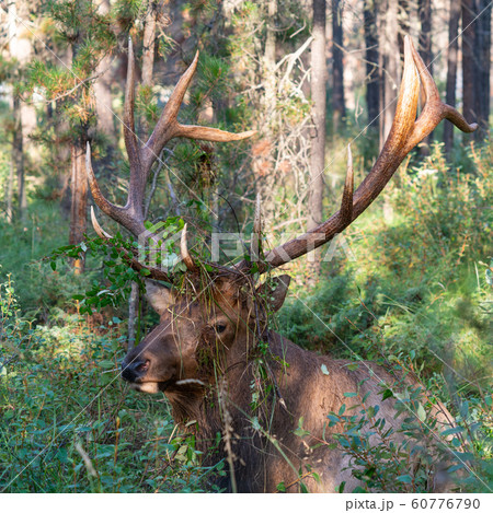American elk, Cervus canadensis 60776790