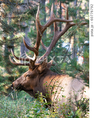 American elk, Cervus canadensis 60776792