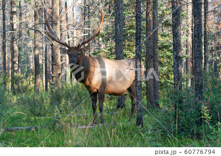 American elk, Cervus canadensis American elk, Cervus canadensis 60776794