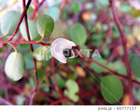 ワイヤープランツ 種子の写真素材