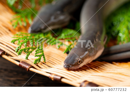 ザルの中のうなぎ ザルの中のうなぎ 60777232