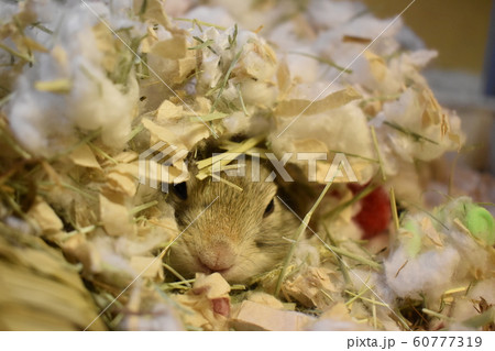 リチャードソンジリス　ふわふわ巣作り２ 60777319