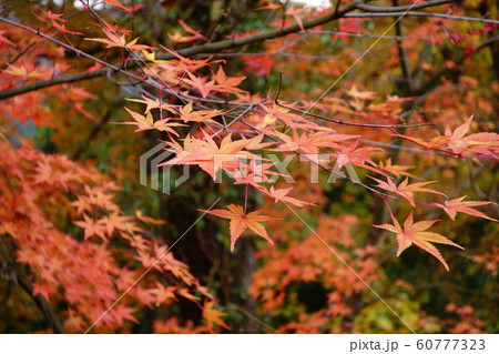 城峯公園の紅葉 60777323
