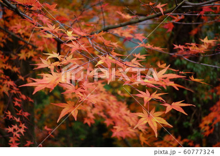 城峯公園の紅葉 城峯公園の紅葉 60777324