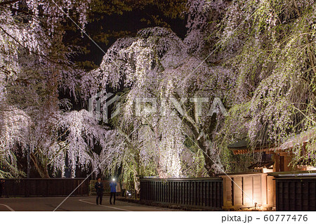 角館　夜桜　秋田県 60777476