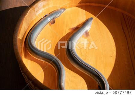 桶の中の鰻 60777497