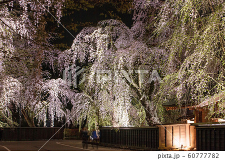 角館 夜桜 秋田県 角館 夜桜 秋田県 60777782