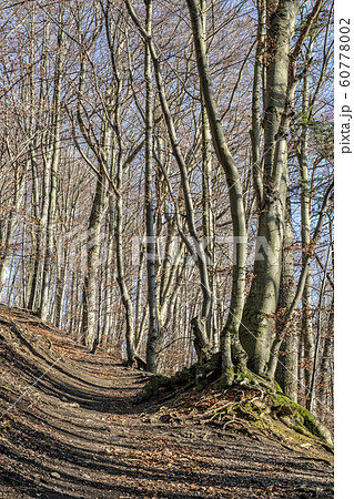 Footpath in deciduous forest, Vapec hill, Strazov Footpath in deciduous forest, Vapec hill, Strazov 60778002