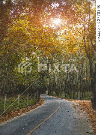 Road with trees side in autumn season. 60778246