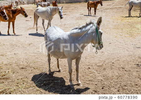 Close-up portrait of a mule in a corral in Cappadocia. Close-up portrait of a mule in a corral in Cappadocia. 60778390