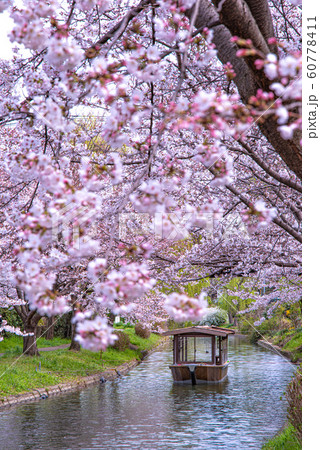 中書島の桜と屋形船 60778411