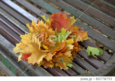 Fallen maple leaves on a wooden bench Fallen maple leaves on a wooden bench 60778755