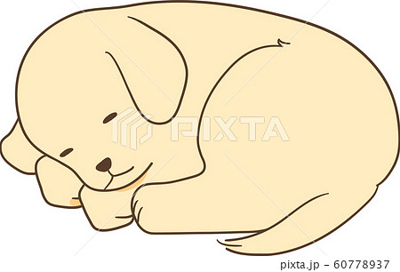 ゴールデンレトリバーの子犬 寝る 丸くなる のイラスト素材