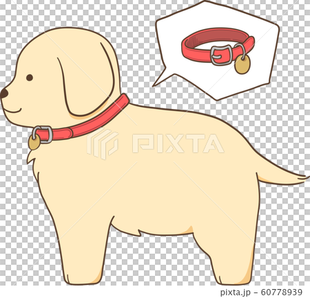 ゴールデンレトリバーの子犬(首輪) ゴールデンレトリバーの子犬(首輪) 60778939