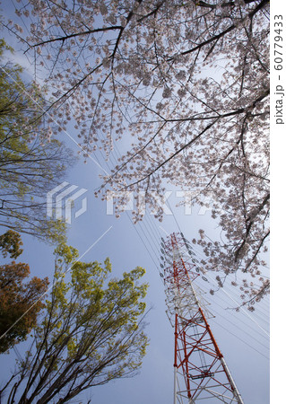 春の鉄塔-3-桜と新緑に囲まれた鉄塔風景 春の鉄塔-3-桜と新緑に囲まれた鉄塔風景 60779433