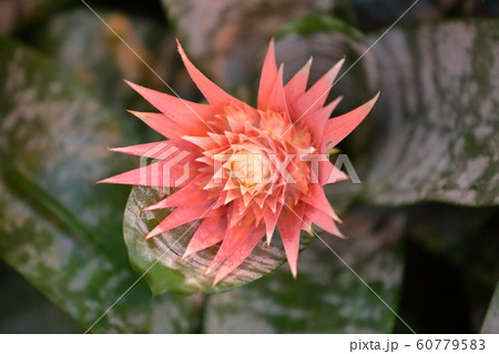 Bright bloom of a winter flower in a greenhouse Bright bloom of a winter flower in a greenhouse 60779583
