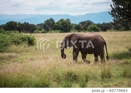 an elephant walks on the African Savannah, the bushes among the candelabra trees 60779663
