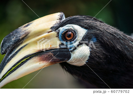 キタカササギサイチョウ　クローズアップ 60779702