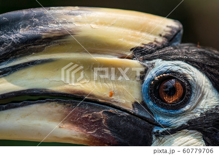 キタカササギサイチョウ クローズアップ キタカササギサイチョウ クローズアップ 60779706