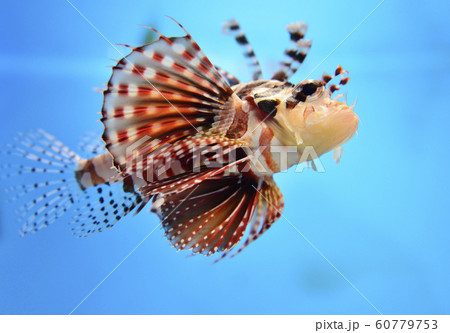 ハナミノカサゴ 60779753