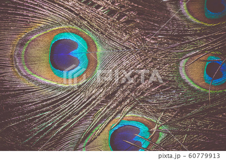 Peacock Feather Macro Retro 60779913