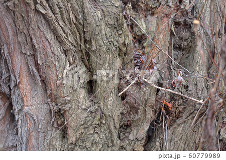 Texture of the bark of a tree 60779989