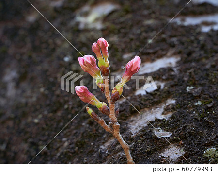 桜の蕾 60779993