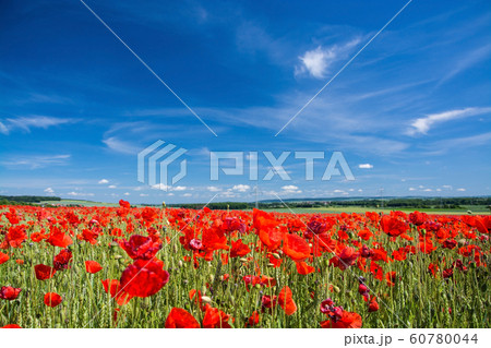 Red Poppy, Germany Red Poppy, Germany 60780044