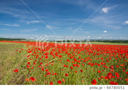 Red Poppy, Germany Red Poppy, Germany 60780051