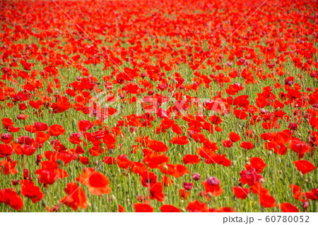 Red Poppy, Germany Red Poppy, Germany 60780052