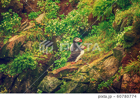 Two atlantic puffins Two atlantic puffins 60780774