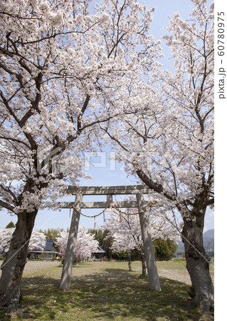 若宮神社の桜-2-京都府亀岡市にある若宮神社の桜風景 60780975