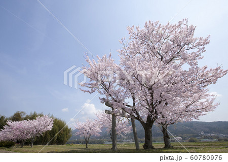 若宮神社の桜-京都府亀岡市にある若宮神社の桜風景 若宮神社の桜-京都府亀岡市にある若宮神社の桜風景 60780976