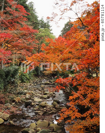 佛通寺の紅葉 紅葉 佛通寺の紅葉 紅葉 60781114