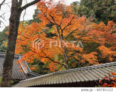 佛通寺の紅葉　紅葉 60781122