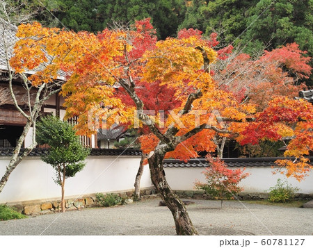佛通寺の紅葉 紅葉 佛通寺の紅葉 紅葉 60781127