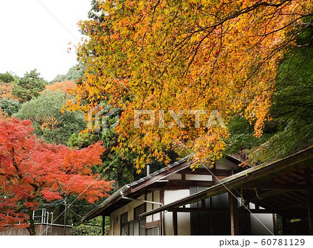 佛通寺の紅葉　紅葉 60781129