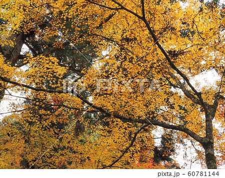 佛通寺の紅葉　紅葉 60781144