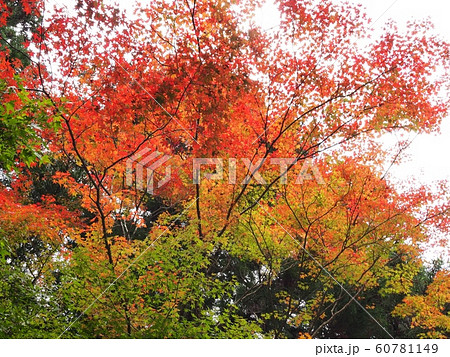 佛通寺の紅葉 紅葉 佛通寺の紅葉 紅葉 60781149
