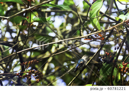 Bee hummingbird, zunzuncito or Helena hummingbird (Mellisuga helenae) 60781221