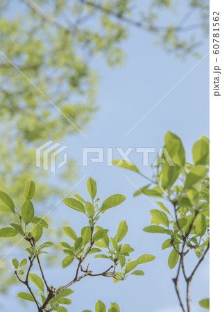春の新緑のイメージと青空 春の新緑のイメージと青空 60781562
